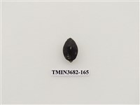 藏品(鞘翅目(2))的圖片